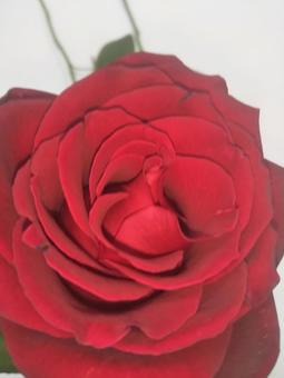 花 赤いバラ 1輪 花 赤いバラ 1輪 の写真