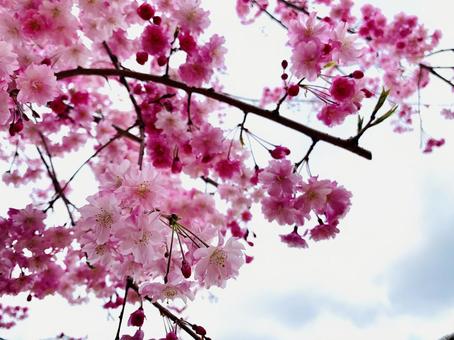 八重桜@02 八重桜@02の写真