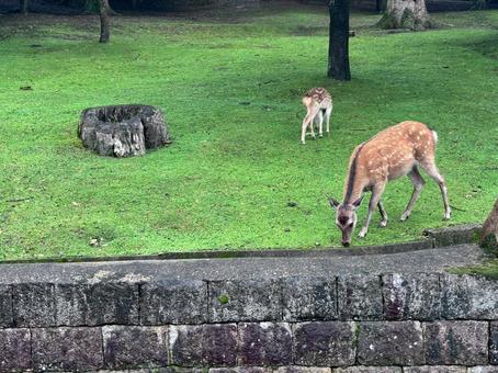 鹿の親子2 鹿の親子2 鹿,奈良,奈良公園の写真素材