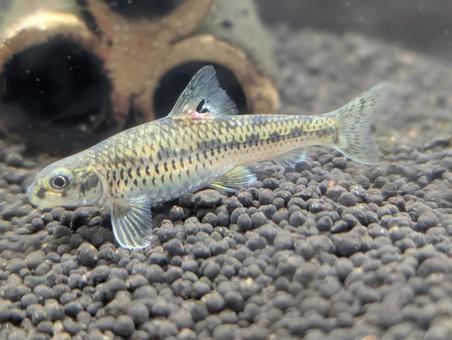 ゼゼラ ゼゼラ ゼゼラ,底生生物,日本産淡水魚の写真素材