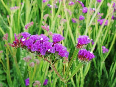 スターチス・リモニウム マクロ 草花,鮮やか,ドライの写真素材