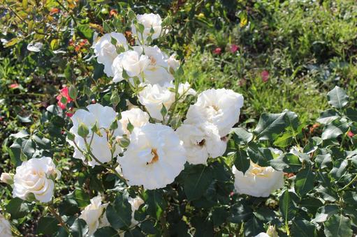 ばら299 バラ,rose,初夏の写真素材