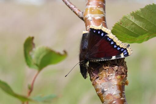 キベリタテハ キベリタテハ,タテハチョウ,チョウの写真素材