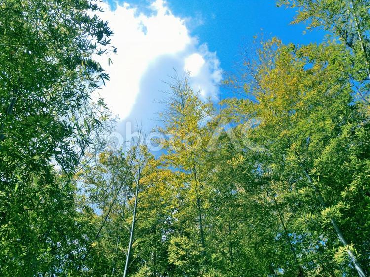 竹林の風景_01 春,初夏,竹の写真素材