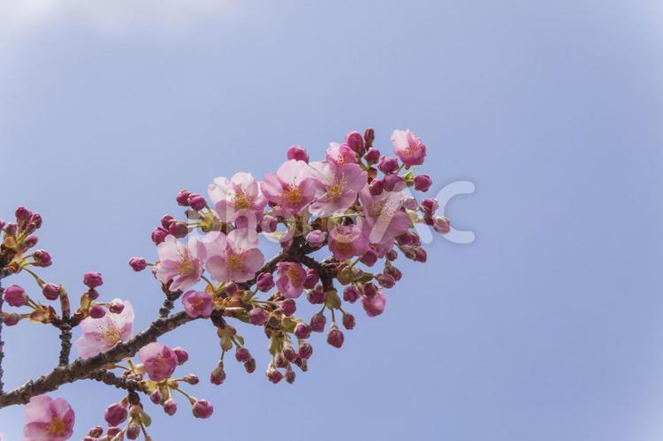 免々田川の桜20（田原市） 桜,河津桜,免々田川の写真素材