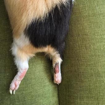 モルモットのおしり モルモットのおしりの写真