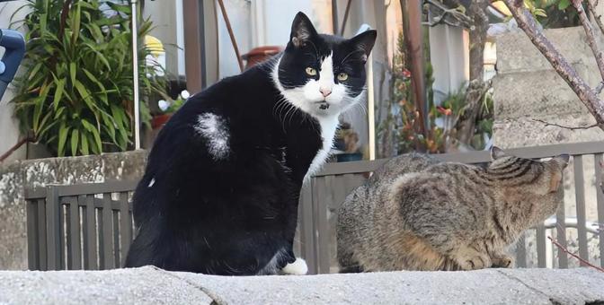 興味津々 猫,動物,風景の写真素材