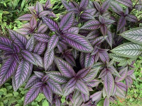 ウラムラサキ　観葉植物 園芸,ガーデニング,秋の写真素材