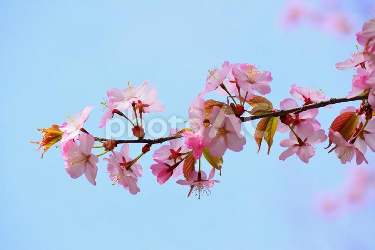 桜 さくら,春,空の写真素材