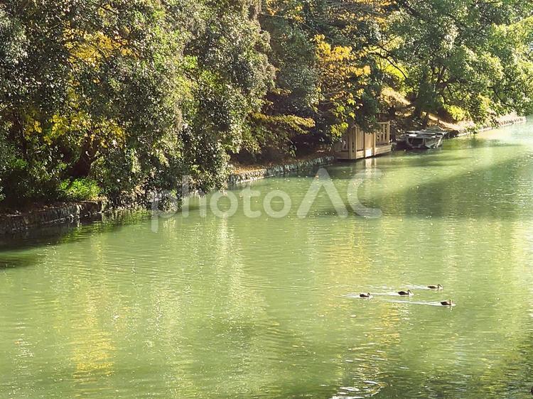 駿府城公園のお濠を泳ぐカモ 鴨,石垣,食べるの写真素材