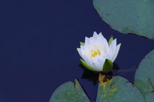 Water lily, JPG