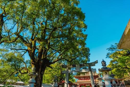 【福岡】太宰府天満宮の風景 太宰府天満宮,福岡,太宰府の写真素材