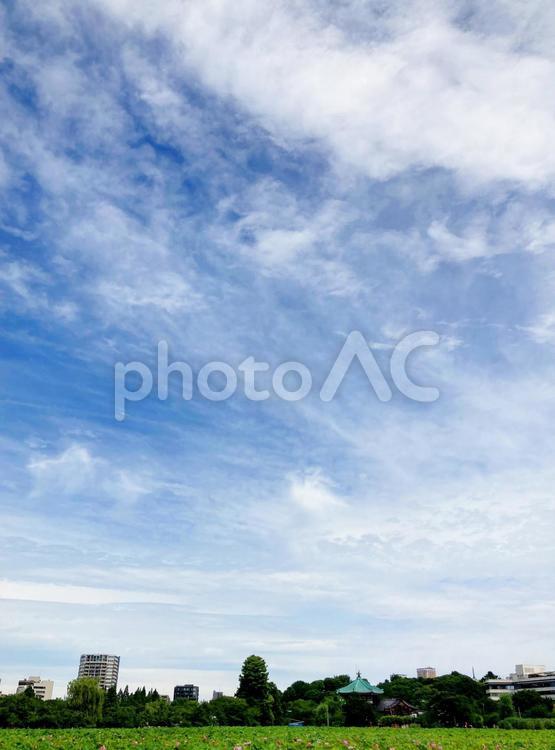 東京風景・不忍池 不忍池,上野,上野恩賜公園の写真素材