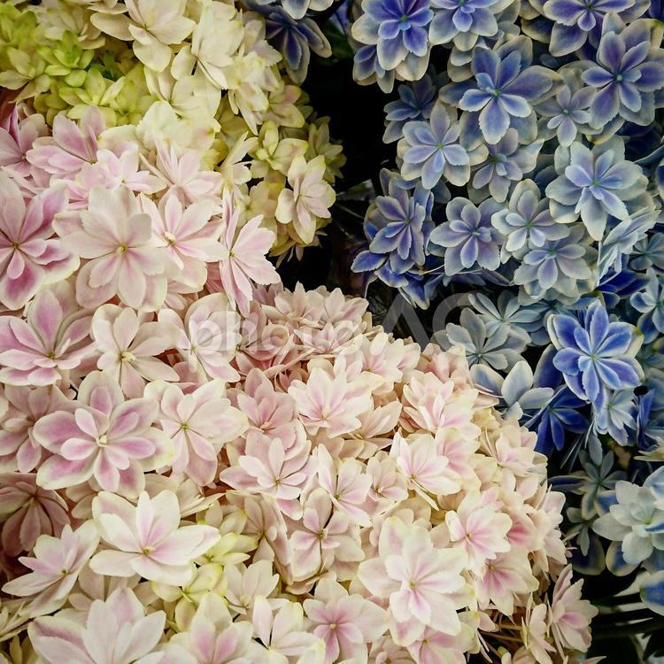 アジサイ万華鏡 花,植物,花のの写真素材