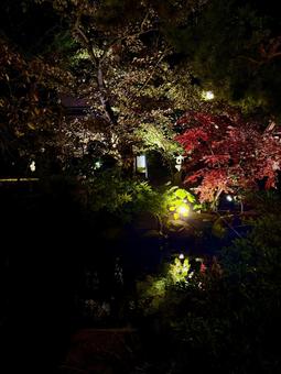 秋　ライトアップされる舟津温泉薬師堂 自然,舟津温泉薬師,モミジの写真素材