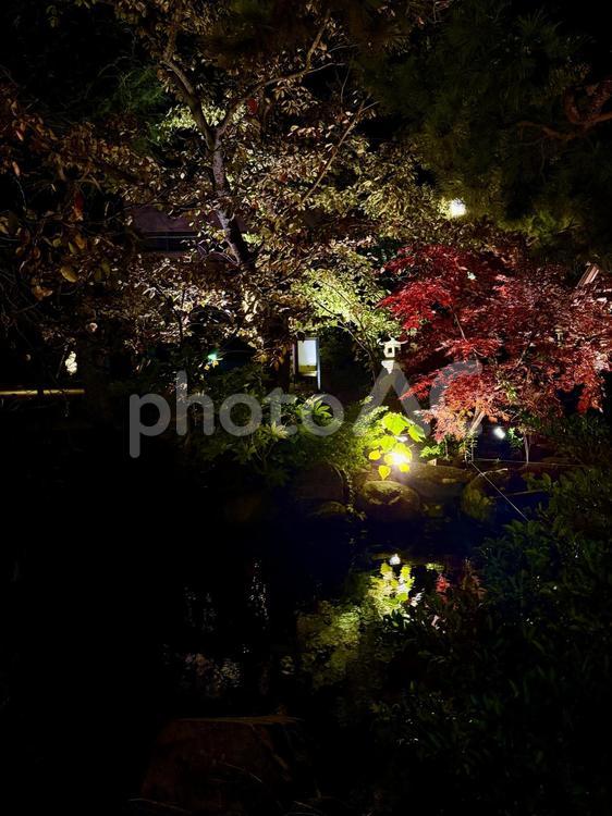 秋　ライトアップされる舟津温泉薬師堂 自然,舟津温泉薬師,モミジの写真素材