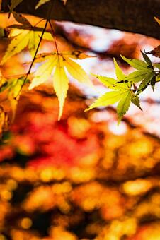 滋賀県【紅葉】 滋賀県【紅葉】の写真