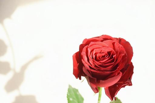 赤い薔薇 赤い薔薇 赤い薔薇,花,赤の写真素材