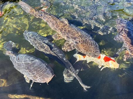 鯉1 鯉1 鯉,コイ,魚の写真素材
