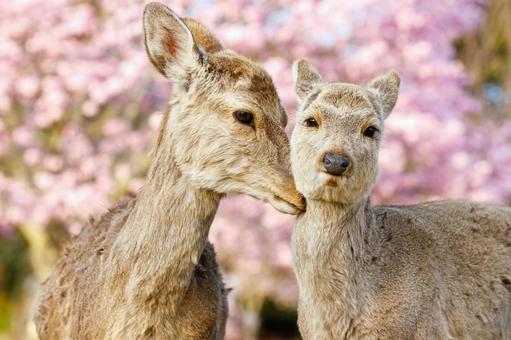 桜の季節、奈良公園の鹿 桜の季節、奈良公園の鹿の写真