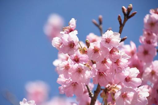河津桜 河津桜の写真