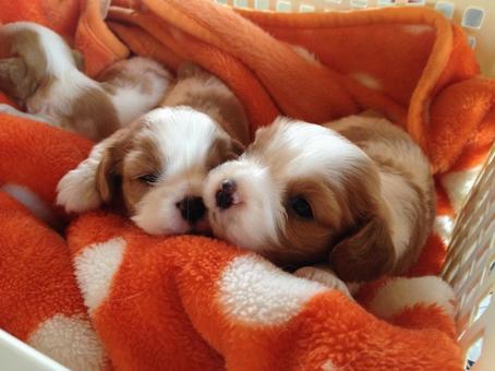 キャバリア子犬B キャバリア子犬Bの写真