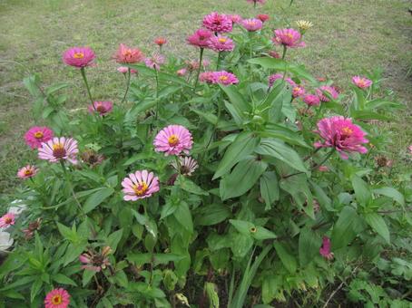 ヒャクニチソウ・ジニアの咲く風景 ヒャクニチソウ・ジニア,鮮やか,優雅の写真素材