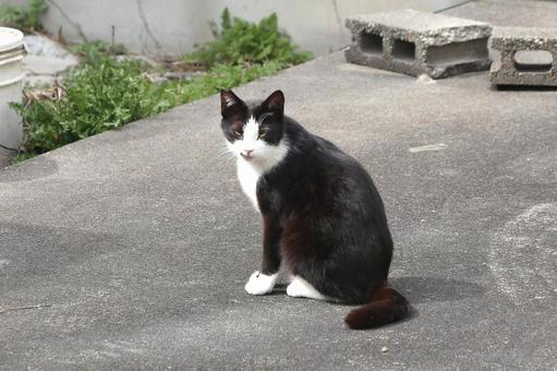 座る白黒猫 座る白黒猫 猫,白黒,ぶちの写真素材