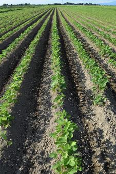 Soybean field, JPG Soybean field, JPG