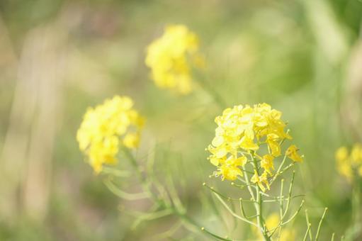 菜の花 菜の花の写真