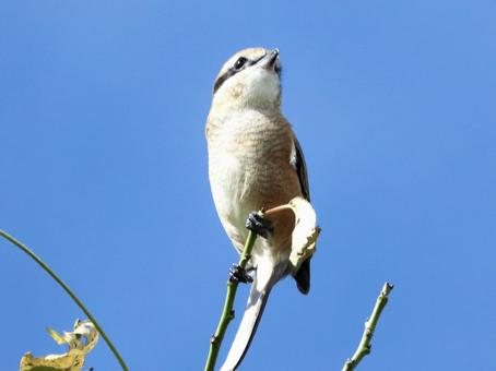 枝の先端につかまるモズ 枝の先端につかまるモズの写真