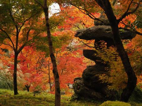 京都 永観堂の紅葉 京都 永観堂の紅葉の写真