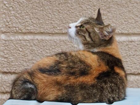 寝起き猫 地域猫,三毛猫,トラ柄の写真素材