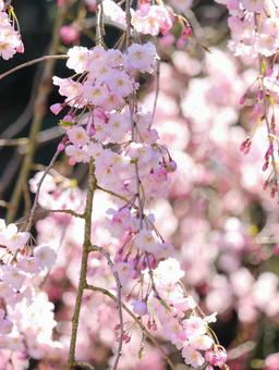 さくら さくら 桜,サクラ,花の写真素材