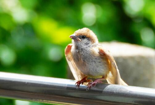 可愛い子すずめ すずめ,動物,鳥類の写真素材