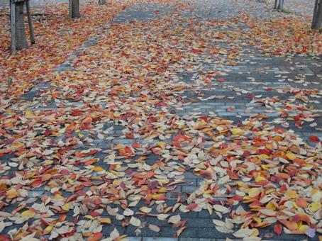 落ち葉に染まる散歩道 落ち葉に染まる散歩道の写真