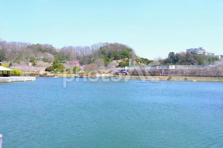 丸山総合公園　桜 桜,さくら,サクラの写真素材