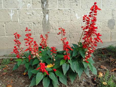 公園のサルビア 公園のサルビアの写真