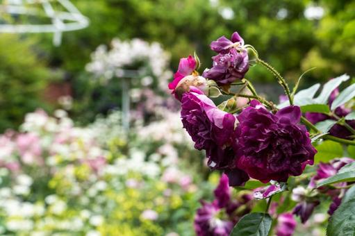 バラ園に咲く紫のバラの写真