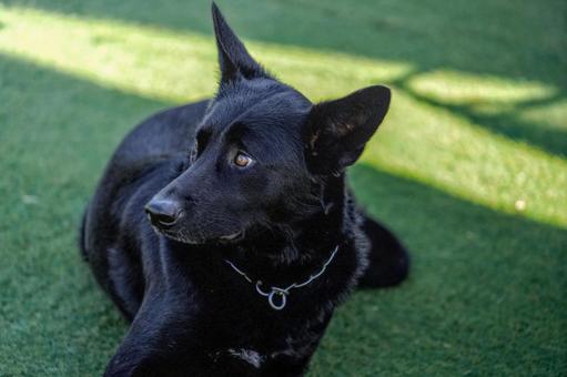 幸せな保護犬(雑種) 幸せな保護犬(雑種) 犬,雑種,保護犬の写真素材