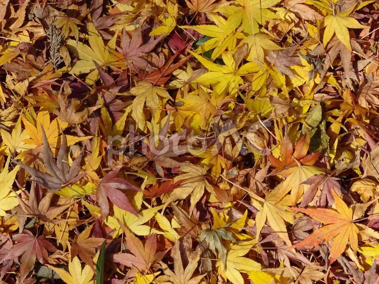 もみじの絨毯 秋,もみじ,紅葉の写真素材