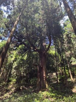 Photo, millennium cedar (cryptomeria japonica d. d.), fir, big trees, 