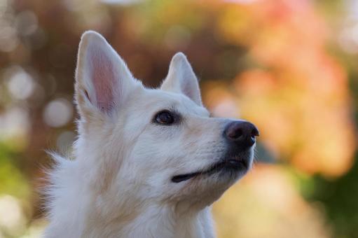 ホワイトスイスシェパードのポートレート 犬,ホワイトスイスシェパード,ホワイトシェパードの写真素材
