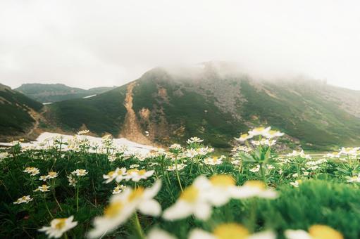 高原の花 高原の花の写真