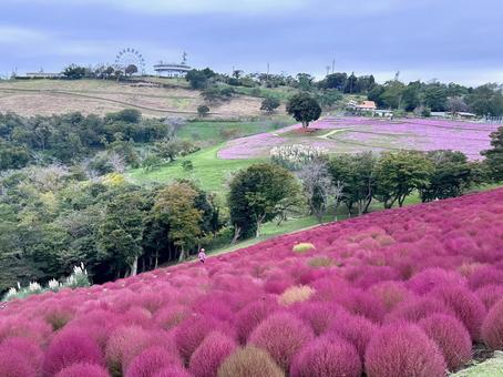秋のコキア畑と観覧車のある風景 秋のコキア畑と観覧車のある風景 秋,コキア,コキア畑の写真素材