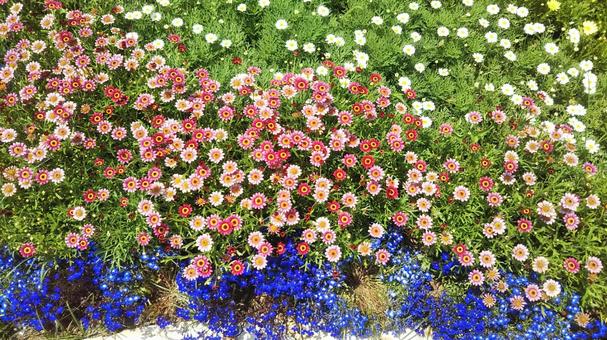 小花たち 小花たちの写真