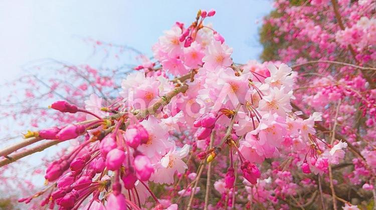 しだれ桜5 しだれ桜,桜,サクラの写真素材