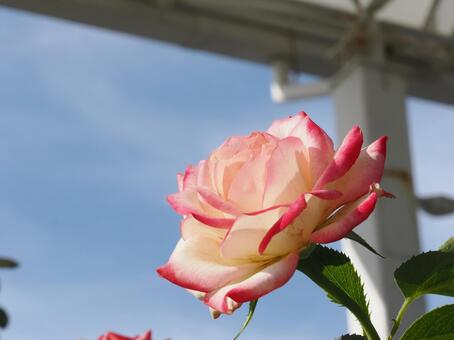 薔薇で綺麗な色の薔薇を撮影しました 花,薔薇,自然の写真素材