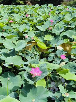 Lotus flower, JPG Lotus flower, JPG