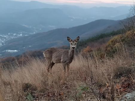 美しき冬の鹿 美しき冬の鹿の写真